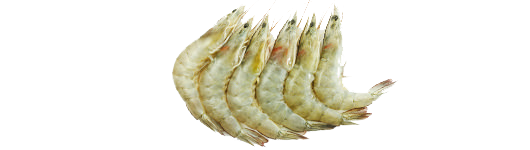 Vannamei Shrimp